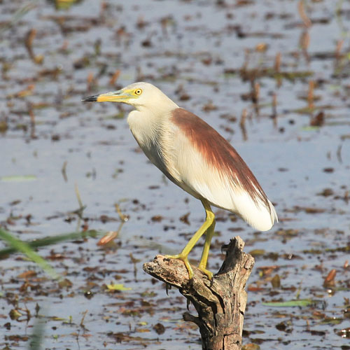 Indian Pond Heron